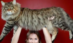 乌克兰巨猫真的存在吗