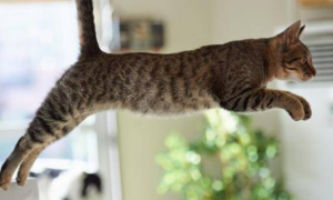 猫通常可以跳多高啊