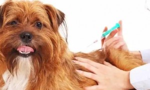 狗狗打疫苗多久起效果