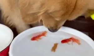 狗吃了金鱼会怎么样？