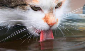不小心喝了猫舔过的水有事吗为什么