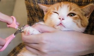 一个月的小猫可以剪指甲吗