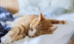 为什么猫咪在身边睡觉会叫