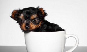 怎么样才可以买到茶杯犬呢