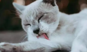 为什么猫咪咬舌