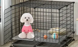 狗狗喜欢笼子里玩吗为什么