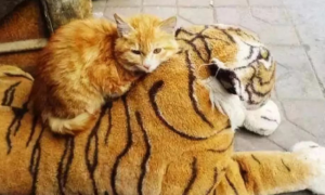 老虎会杀猫咪吗为什么