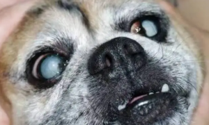 狗眼睛有一层浑浊的白膜