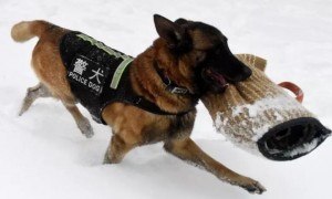 如何把狗训练成警犬