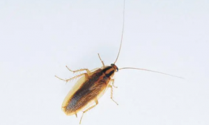 蟑螂幼虫图片 最小
