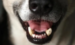 狗6岁掉牙是怎么回事