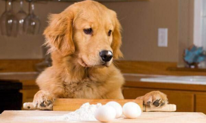 狗一天最多吃几个蛋黄