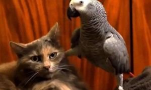 鹦鹉为什么不怕猫