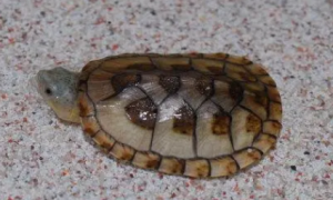 哈雷拉泥龟能长多大