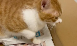 猫咪为什么爱咬纸壳呢