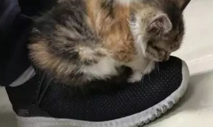 猫咪为什么玩鞋子的视频