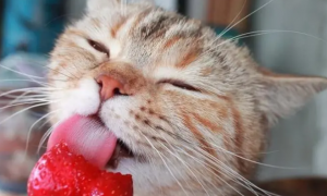 小猫能吃草莓吗为什么呢