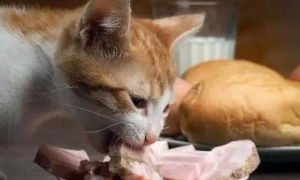 一个月的幼猫可以吃鸡胸肉吗?