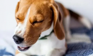 怎么判断狗狗在咳嗽呢