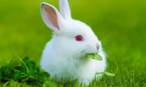 兔子认人吗？兔子的视力如何
