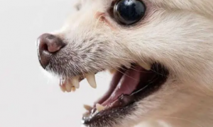 狗狗的牙齿有多少颗牙
