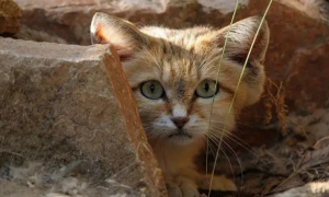 沙丘猫能当宠物吗