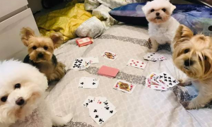 狗狗打扑克的视频