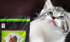 绿福摩猫粮质量如何