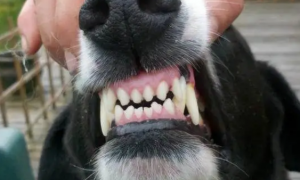 狗狗牙齿结构图