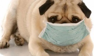 狗狗为什么会咳嗽喘息呢