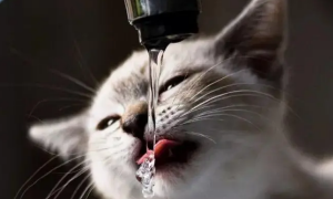 猫咪突然爱喝水但精神很好正常吗为什么