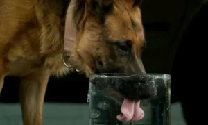 狗能喝自来水吗？