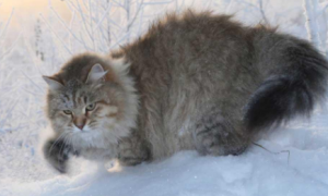 西伯利亚猫为什么不能养