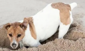 狗狗为什么爱挖土