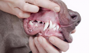 狗狗牙齿为什么会松动
