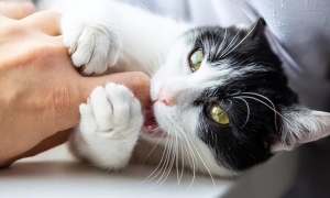 为什么猫咪会伸出爪子咬人