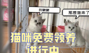 深圳猫网领养中心在哪里