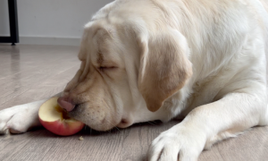 狗狗吃苹果好不好呢