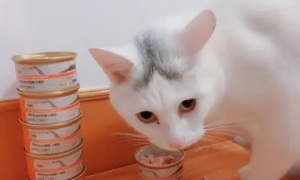 为什么猫咪会闻罐头香