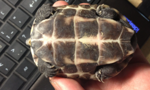 巴西龟蜕壳要多久？