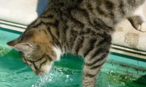 为什么猫咪喜欢把头伸进水