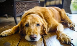 狗狗肠痉挛什么症状？