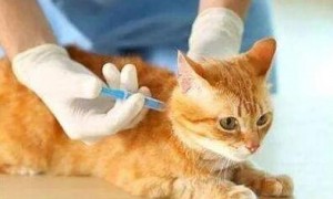 猫打疫苗之后会有不良反应