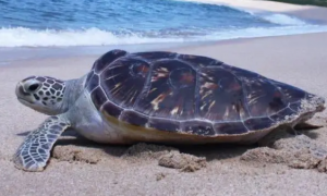 海龟能活多久呢