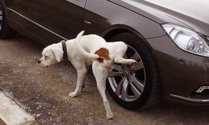 狗尿在轮胎上为什么不干