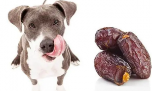 狗能吃枣吗？