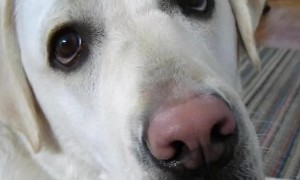 为什么狗狗鼻头褪色了呢