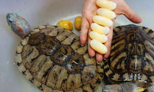 巴西龟怎么样才能生出蛋呢