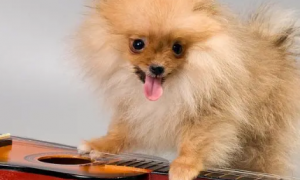 博美狗狗为什么害怕吉他呢