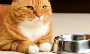 猫不吃饭主人该怎么办